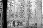 Lumberjacks, ca. 1920 Source: Canada Dept. of Mines and Technical Surveys/Library and Archives Canada/PA-023067