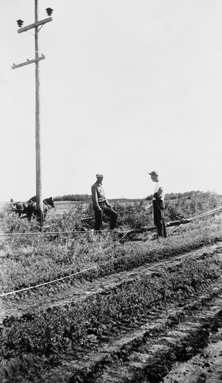 Rural electrification crew at work near Irma, 1951<br/>Source: Glenbow Archives, NA-4160-20