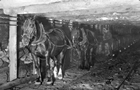 Despite the increased use of locomotives underground, horses, ponies or mules were used for years in some mines to haul loaded coal wagons to the surface, such as in this underground shaft at Drumheller’s Newcastle Mine in the 1920s.