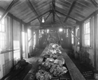 A conveyor at a Lethbridge operation hauling unearthed coal away from the mine  <br/>Source: Galt Museum & Archives, P19760210095