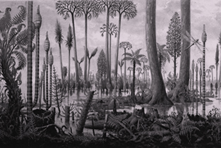 A Carboniferous coal-forming swamp