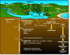 Diagram of the anatomy of a coal-forming swamp
