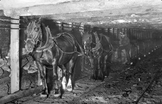 Pit ponies pulling loaded coal-filled wooden mine cars underground at Newcastle Mine in 1914