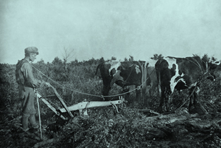 John Owen ploughing with oxen
