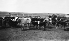 Cows and calves in Hand Hills, Alberta, pre-1908; in the course of a day, the average cow will release more than 200 litres of methane into the air. Source: Glenbow Archives, NA-39297