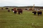 View of Rumsey Ranch cattle grazing by Quirk Creek gas plant pipeline construction, Millarville area, Alberta, ca. 1981; the Rumsey Ranch was at the center of a confrontation that erupted when an individual citizen, Zahava Hanen, took on the colossal petroleum industry over concerns about the impact that expansion of a sour gas plant would have on the ranch’s soil, air water and cattle. After a nearly twenty-year dispute, Hanen settled out of court with the plant operator, Esso, and moved to another ranch. Source: Glenbow Archives, M-9243-102-2