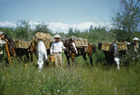Seismic crews resorted to horse and pack labour to transport their equipment in the Rainbow/Zama Lake regions as here in the summer of 1950. Explorations for oil in this extremely isolated, northwestern corner of Alberta presented many challenges.